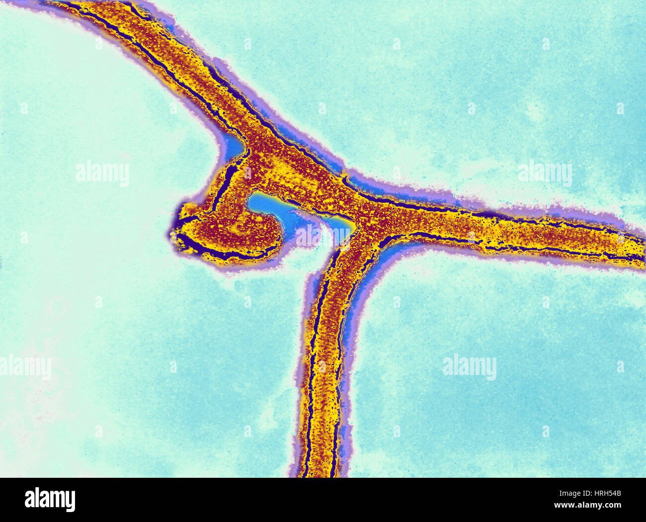 Filoviruses Hi-res Stock Photography And Images - Alamy