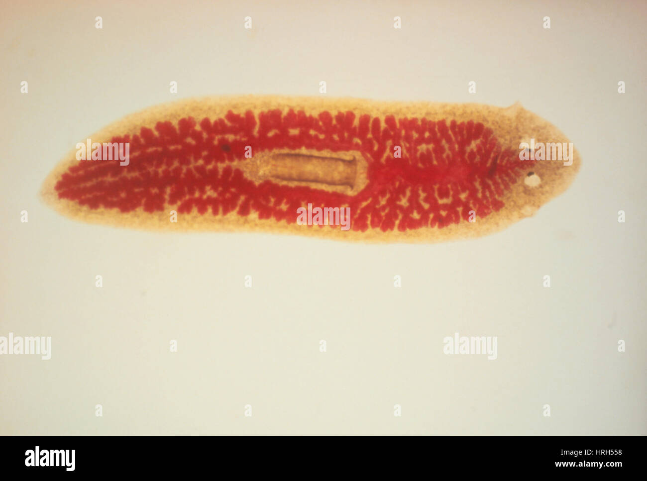 Flatworm Stock Photo