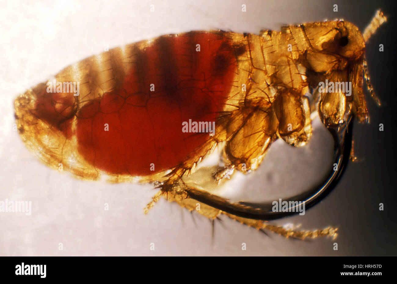Disease Infected: Plague download the new version for android Disease Infected: Plague download the new version for android