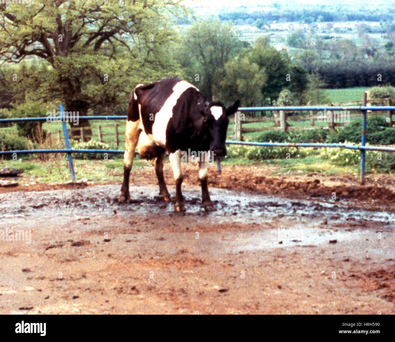 Mad Cow Disease Stock Photo