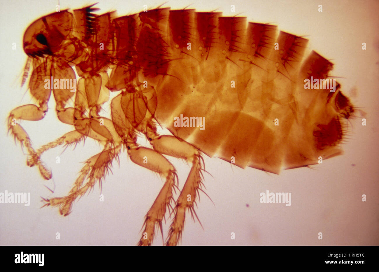 Ctenocephalides hires stock photography and images Alamy