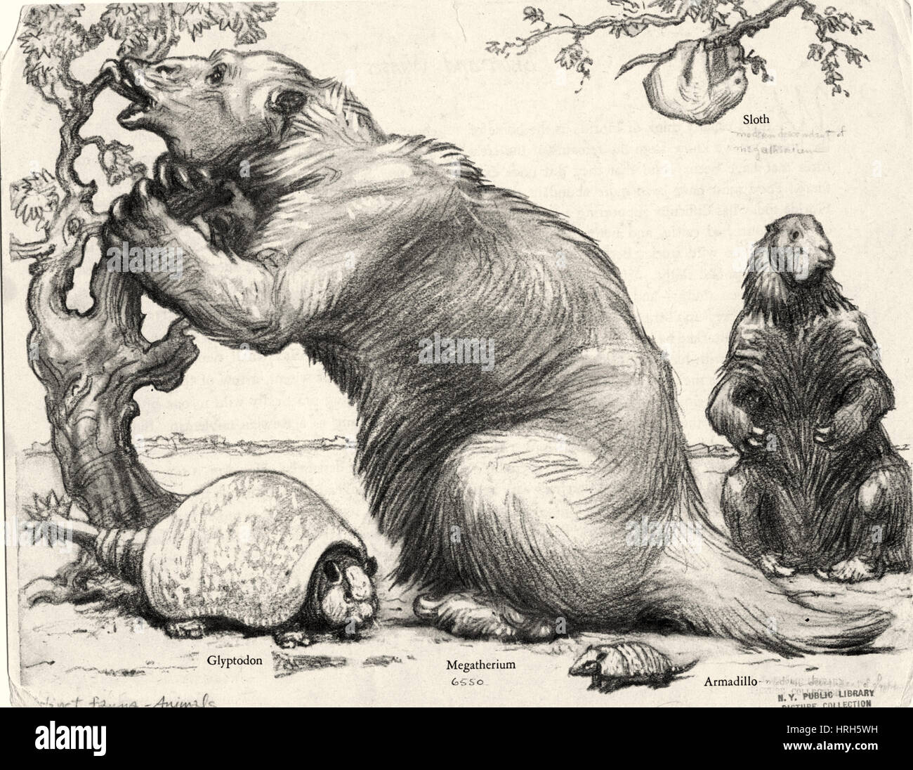 glyptodon and megatherium extinct fauna stock photo 134987485 alamy glyptodon size