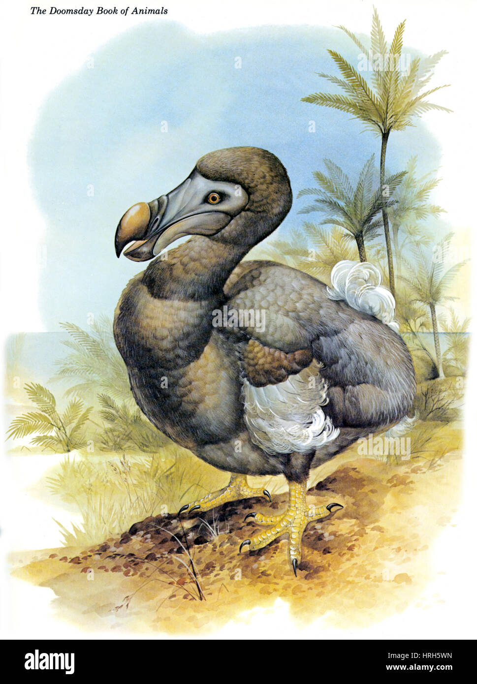 Raphus cucullatus, Extinct Dodo Bird Stock Photo
