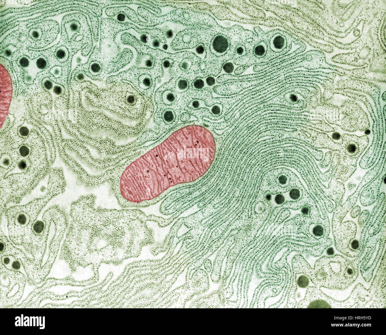 Smooth endoplasmic reticulum hi-res stock photography and images - Alamy