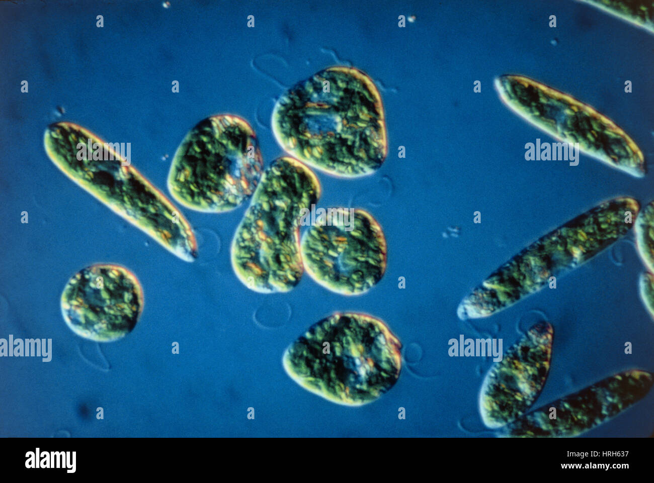 Euglena photomicrograph hi-res stock photography and images - Alamy