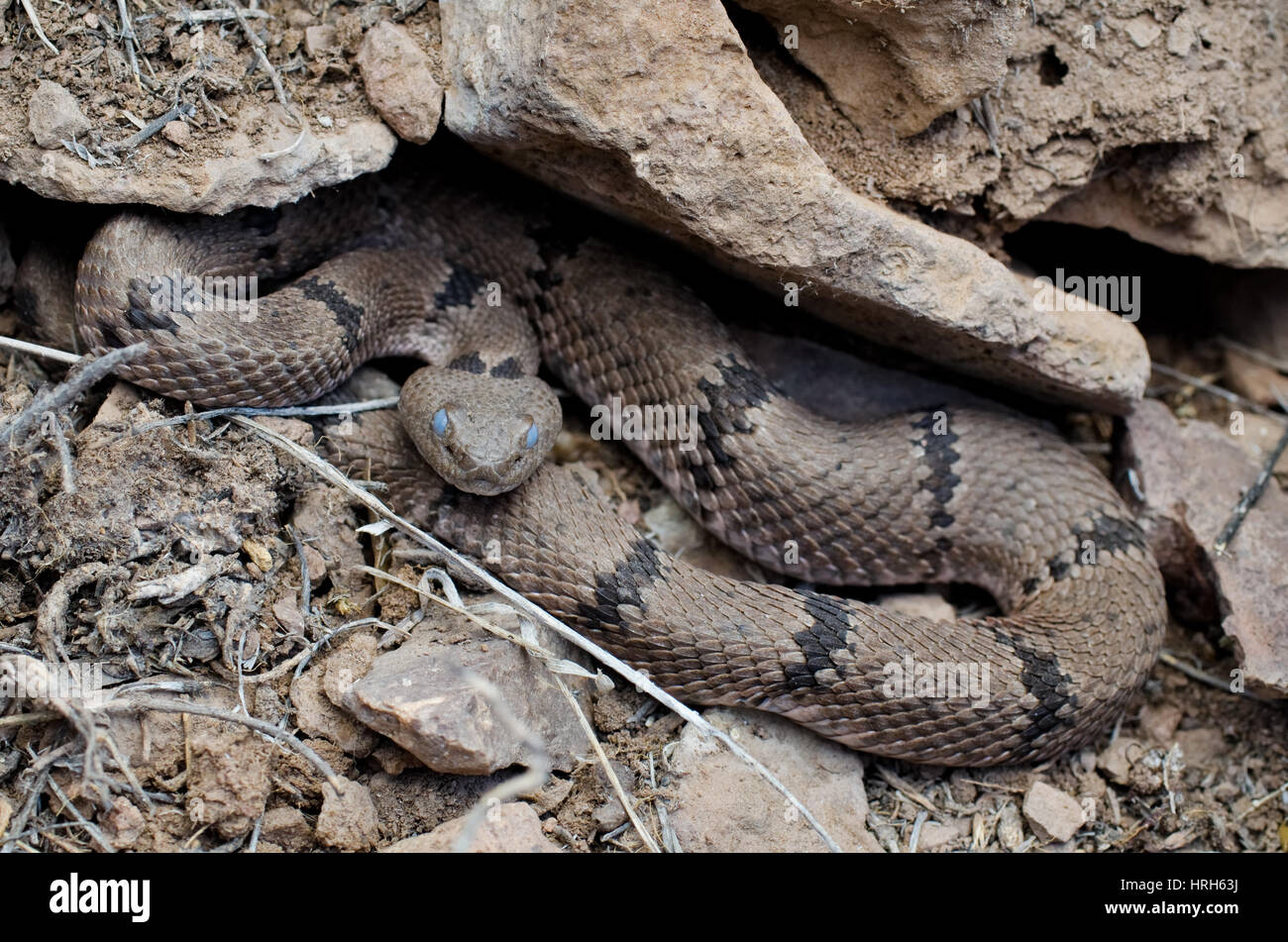 Female Banded Rock Snake that is soon going to shed her skin, (opaque). Stock Photo