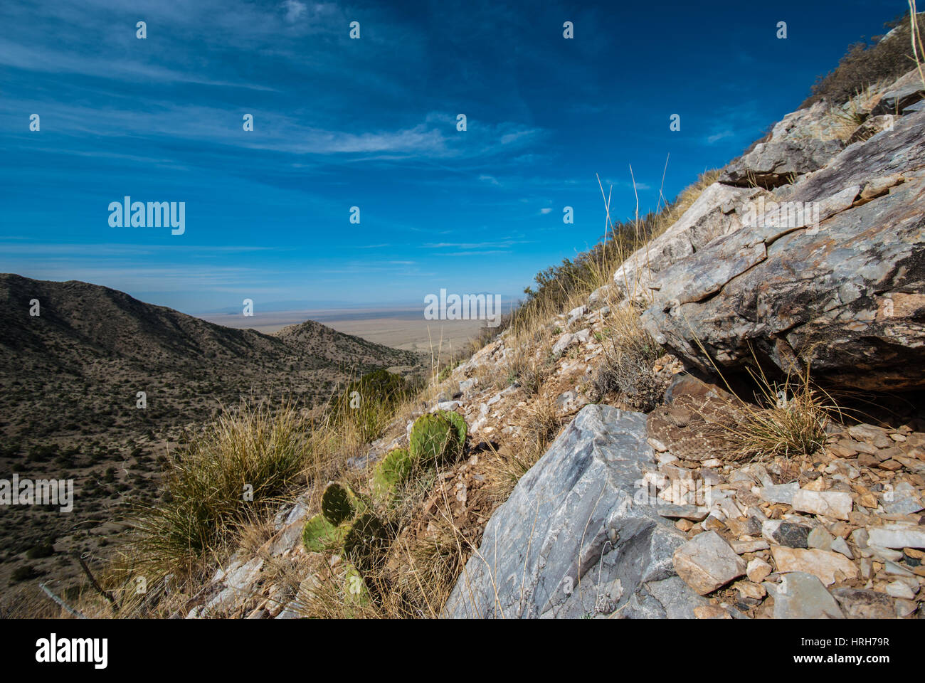 Western Diamond-backed Rattlesnake laying out at a den in the spring ...