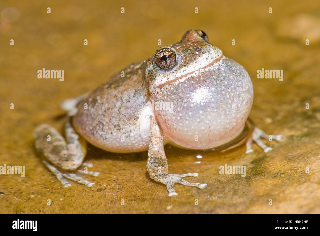 Calling male California Chorus Frog Stock Photo Alamy