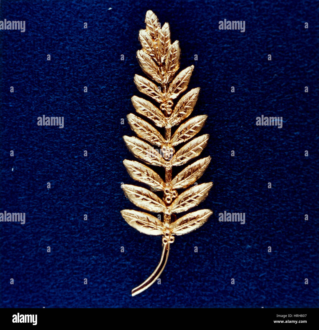 Olive Branch Left on Moon, Replica Stock Photo
