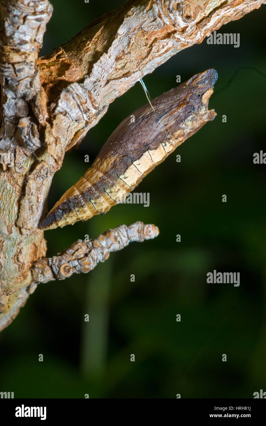 Western Tiger Swallowtail caterpillar pupating Stock Photo - Alamy