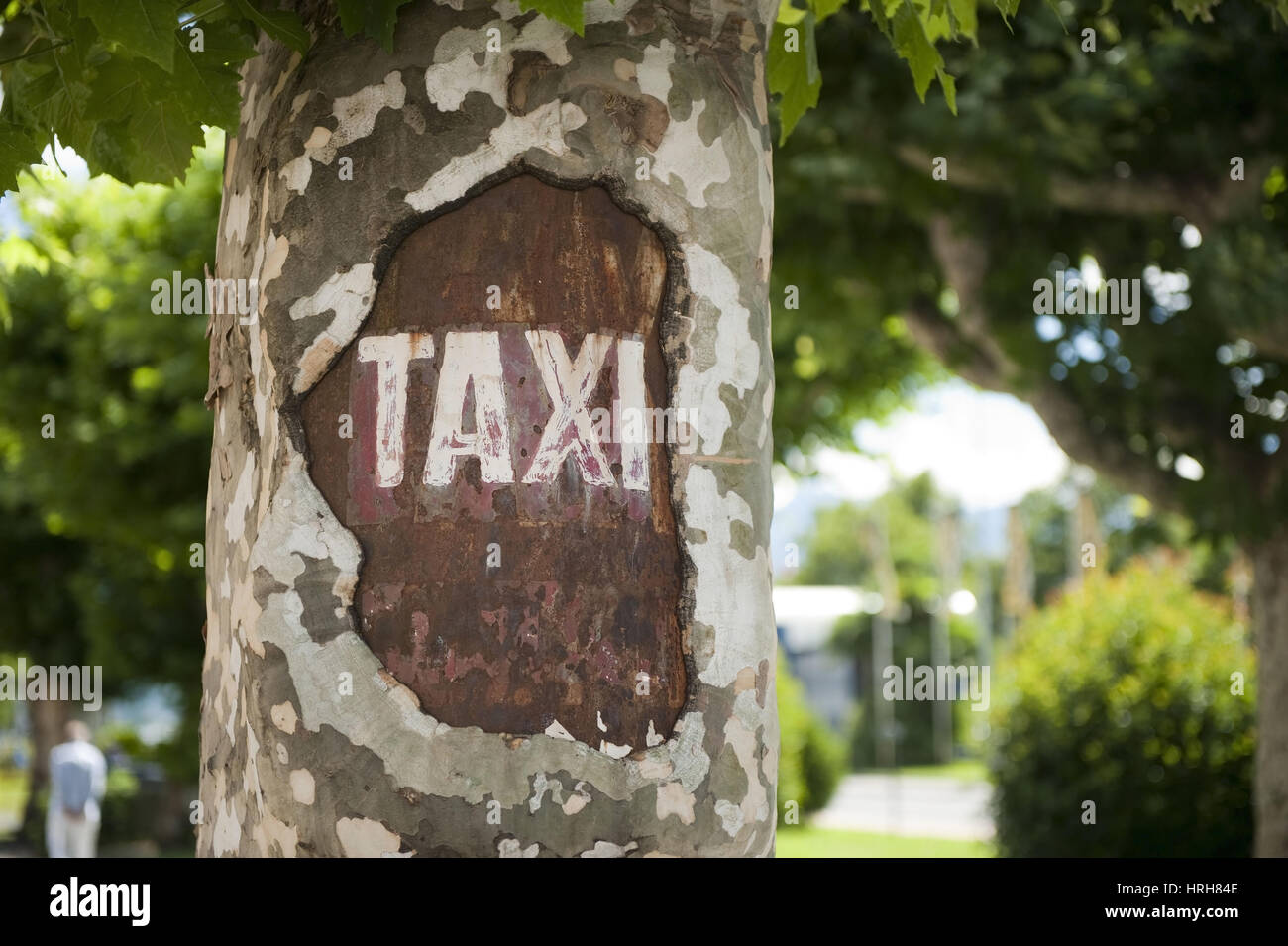 TAXI, eingraviert in Baumstamm - taxi, engraved on a trunk Stock Photo