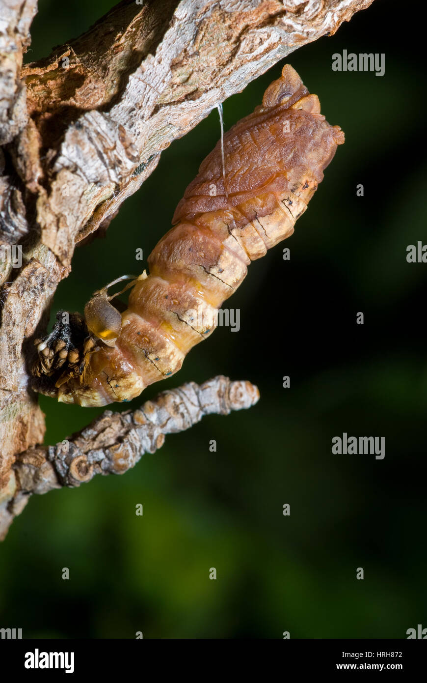 Western Tiger Swallowtail caterpillar pupating. Stock Photo