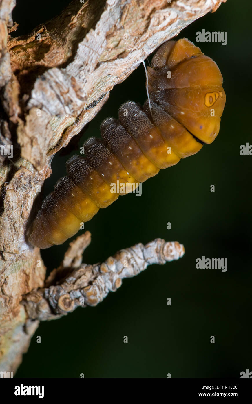 Western Tiger Swallowtail caterpillar pupating Stock Photo - Alamy