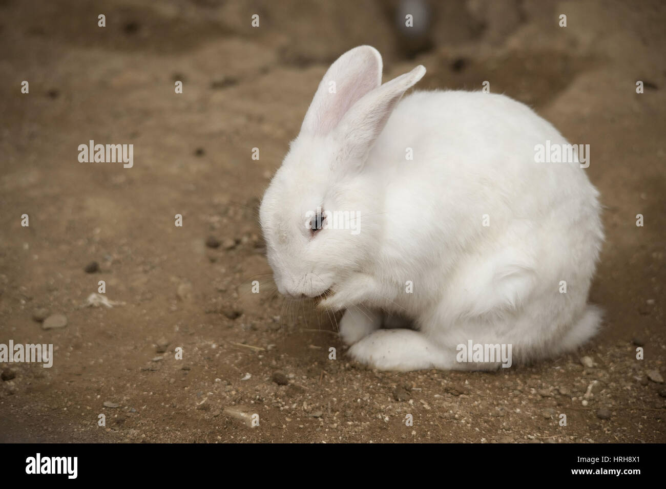 Kaninchen - rabbit Stock Photo