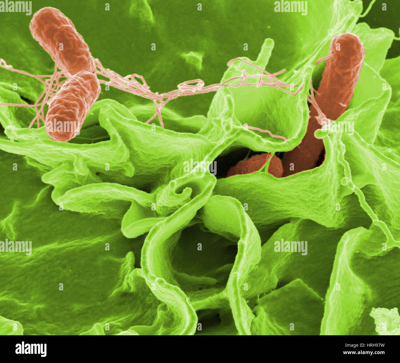 Rod shaped gram negative salmonella hires stock photography and images