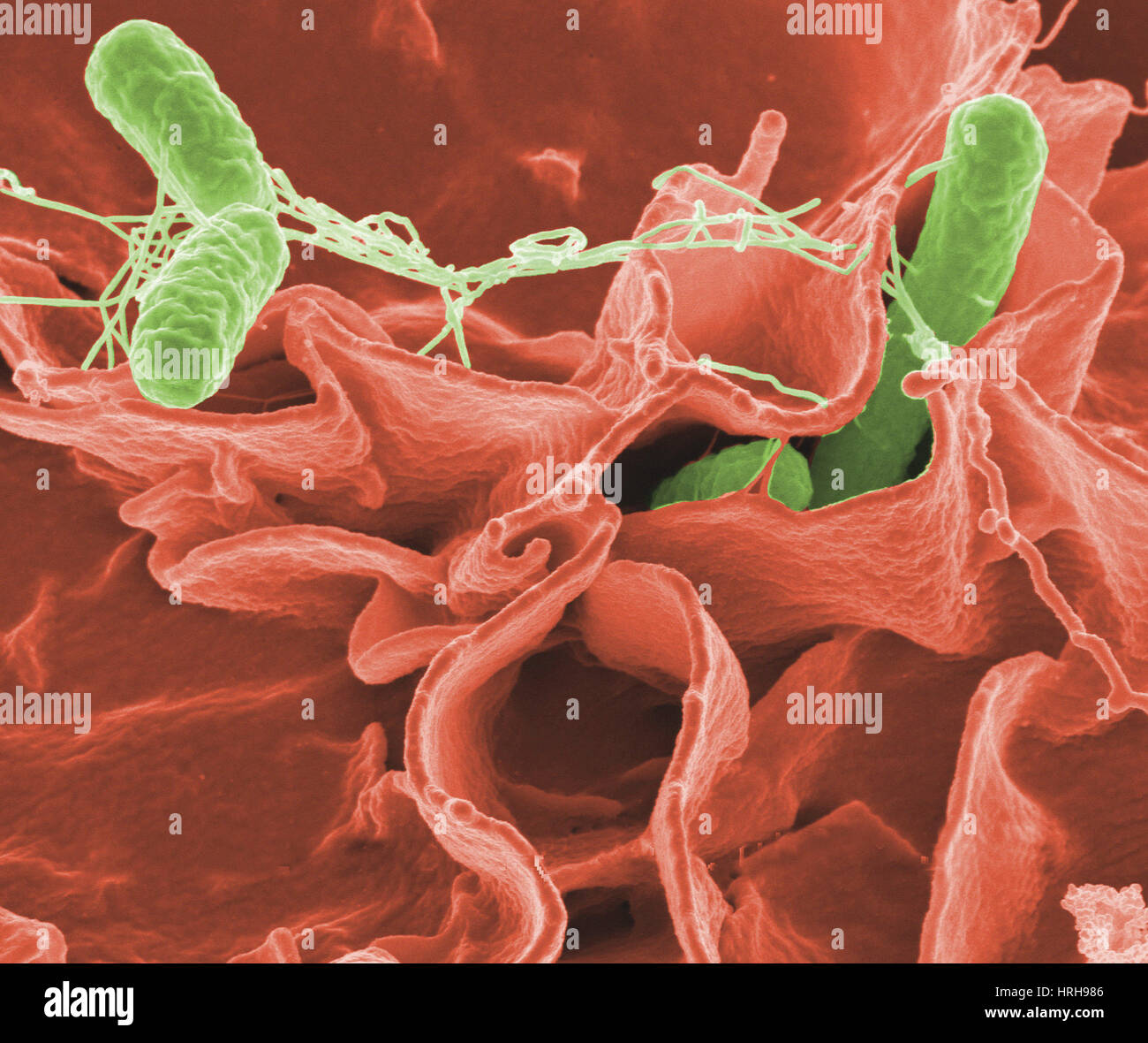 Salmonella typhimurium Bacteria, SEM Stock Photo Alamy
