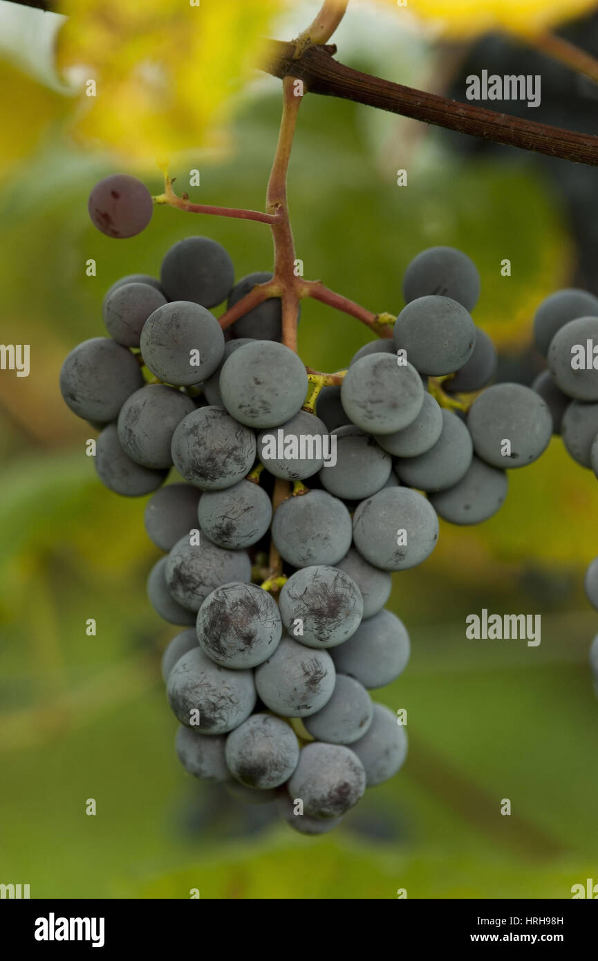 Weintrauben - grapes Stock Photo
