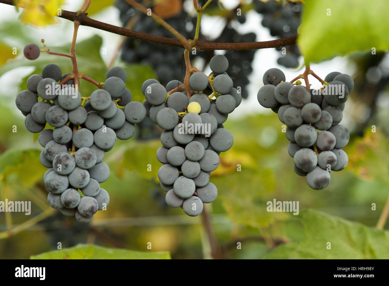 Weintrauben - grapes Stock Photo