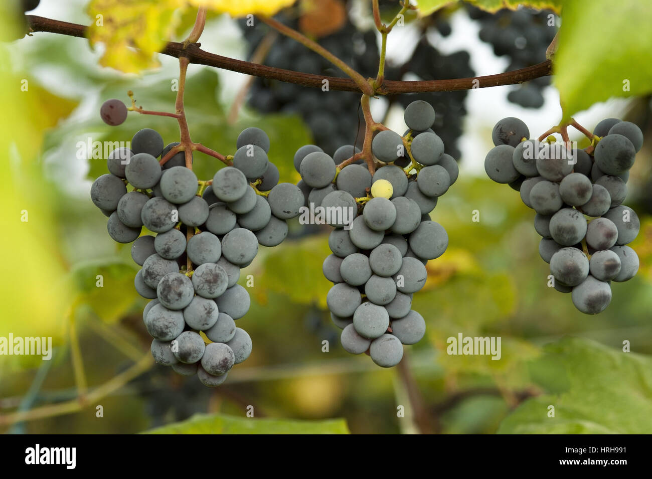 Weintrauben - grapes Stock Photo