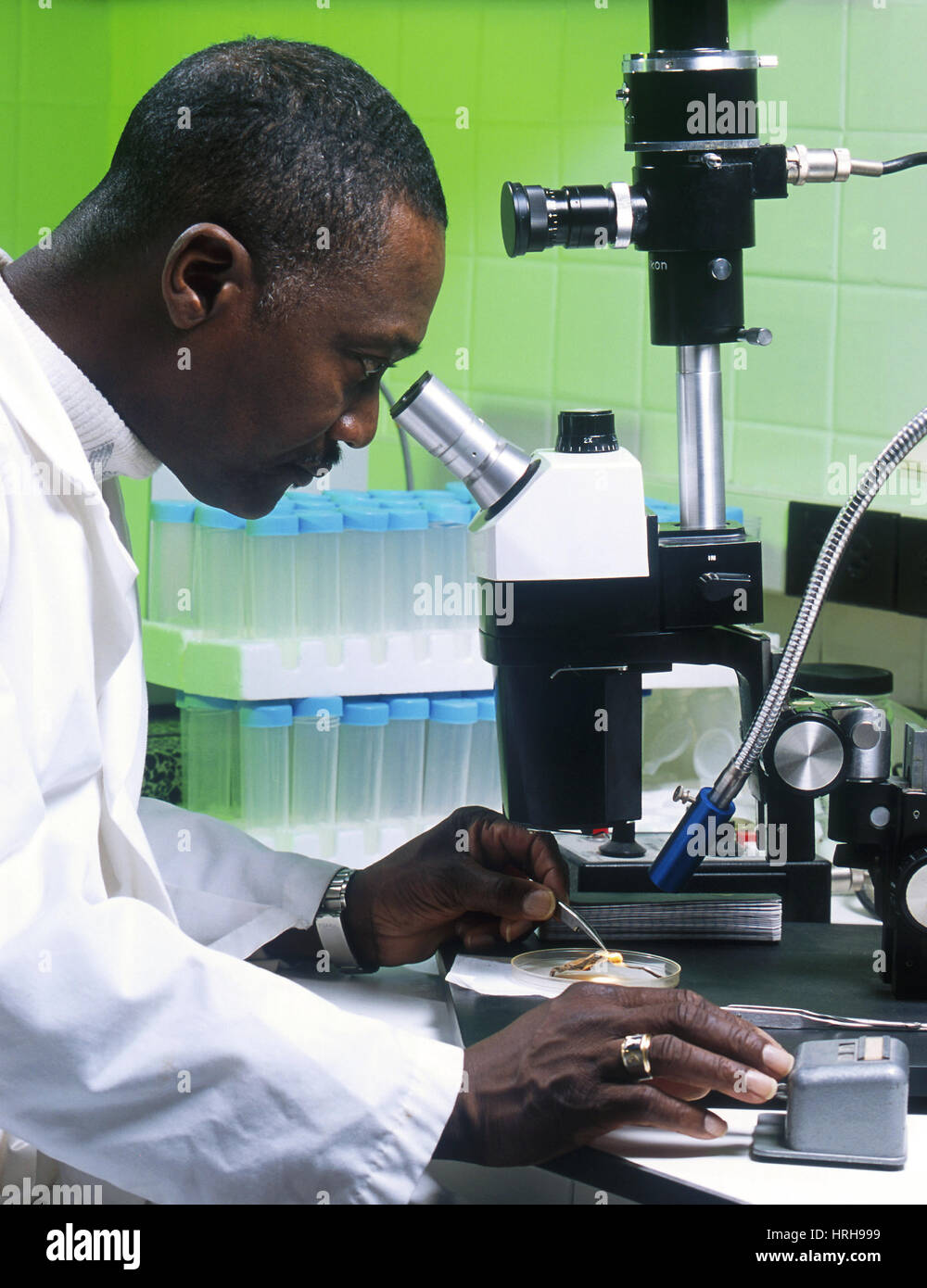Entomologist In Lab Stock Photo Alamy