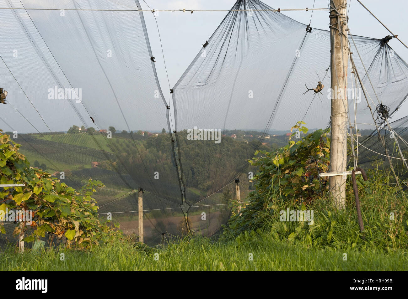 Weinberg mit Hagelnetz - vineyard with hail net Stock Photo