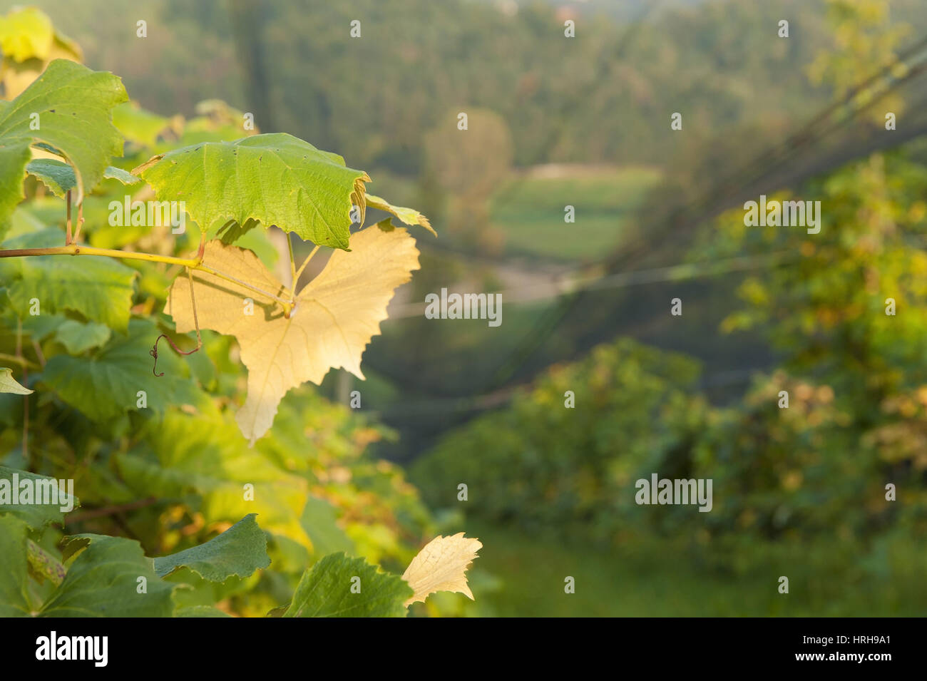 Weinberg mit Hagelnetz - vineyard with hail net Stock Photo