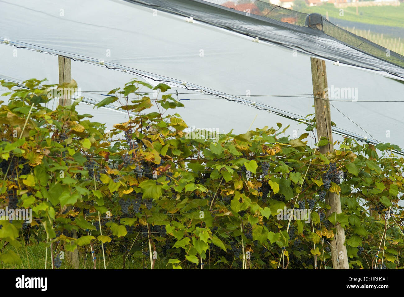 Weinstock mit Hagelnetz - grapevine with hail net Stock Photo