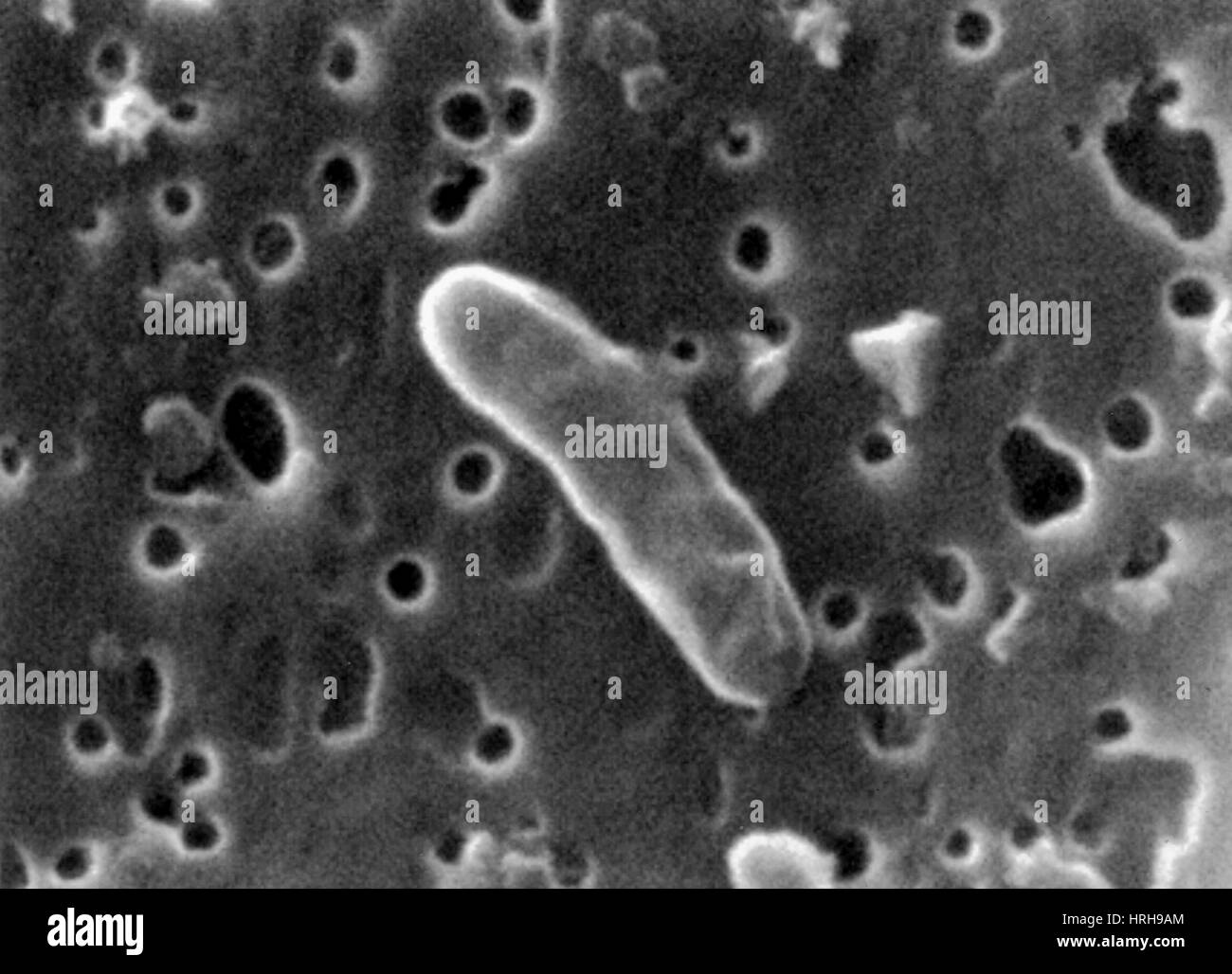 South Pole Bacteria Stock Photo