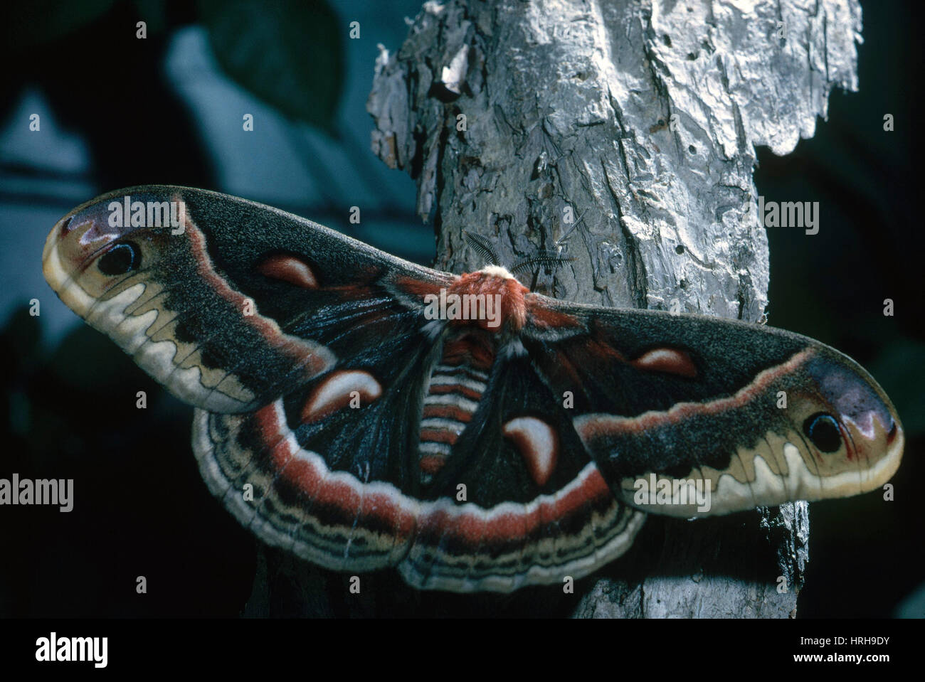 Cecropia moth hi-res stock photography and images - Alamy