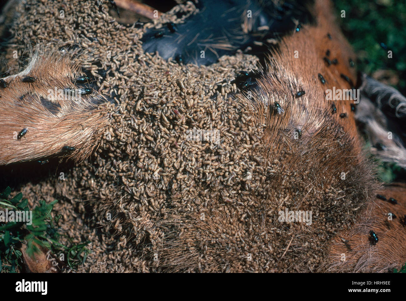 Maggots On Carcass Stock Photo Alamy