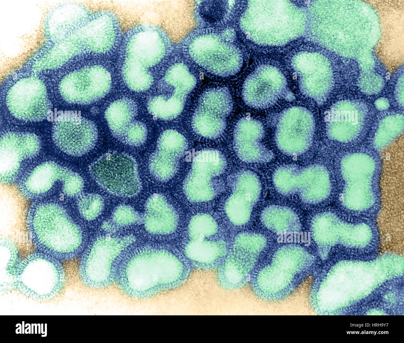 Influenza virus, TEM Stock Photo
