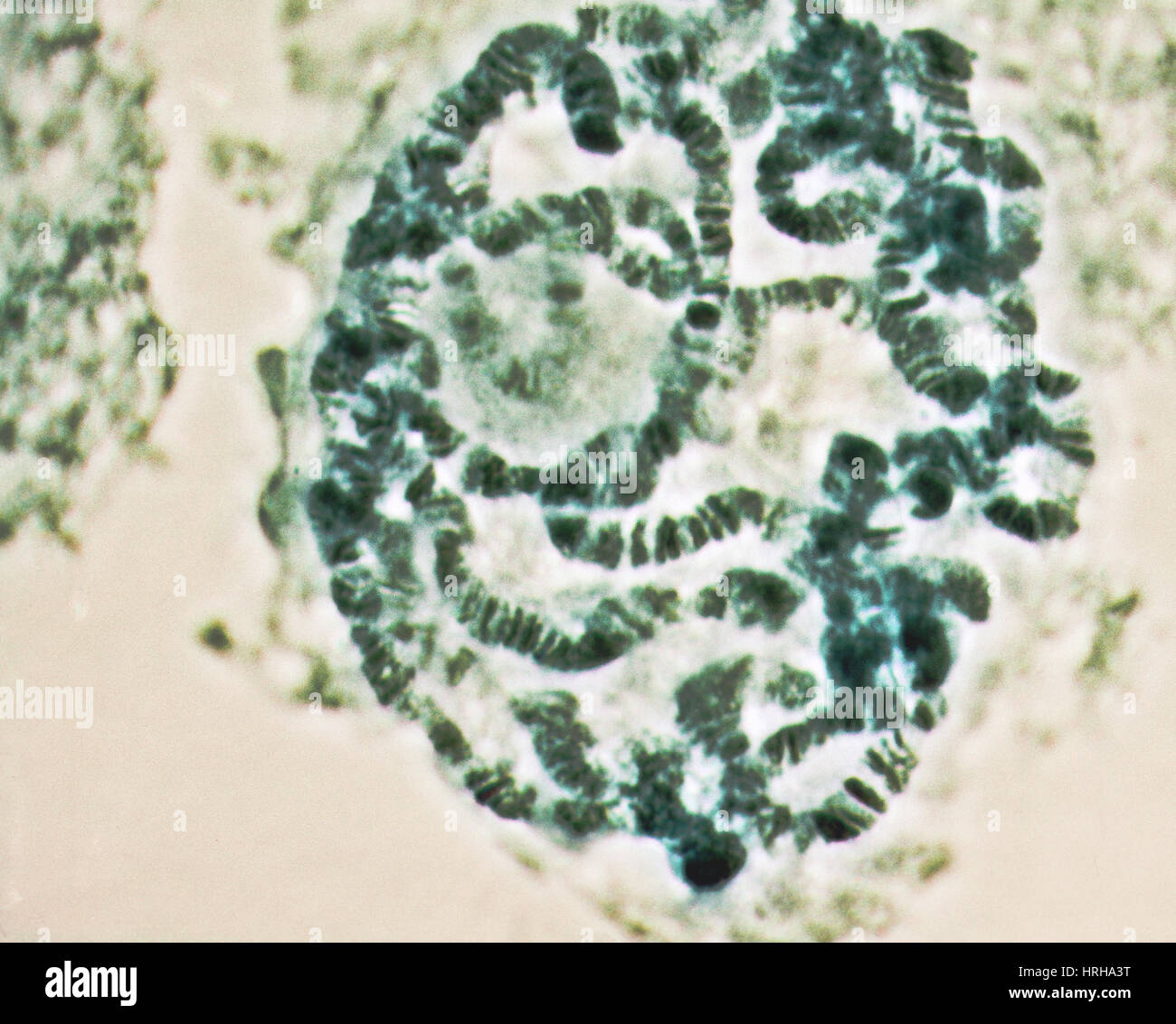 Drosophila Chromosomes Stock Photos & Drosophila Chromosomes Stock