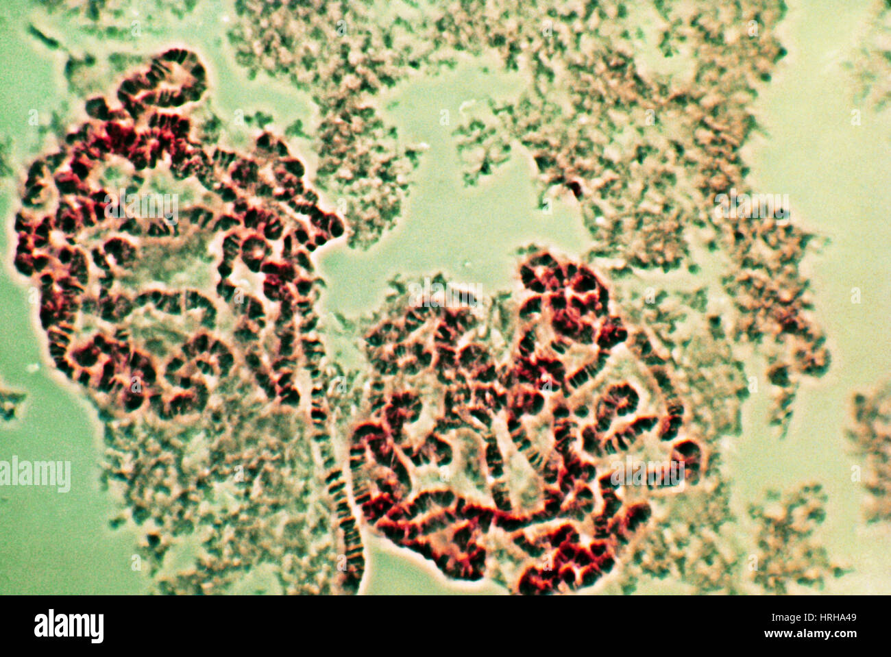 Drosophila Chromosomes, LM Stock Photo