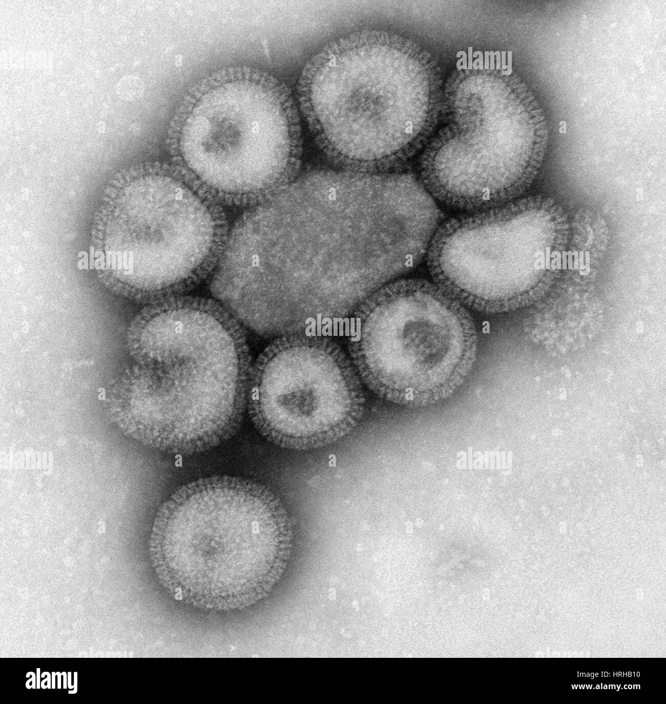 Influenza Virions Stock Photo