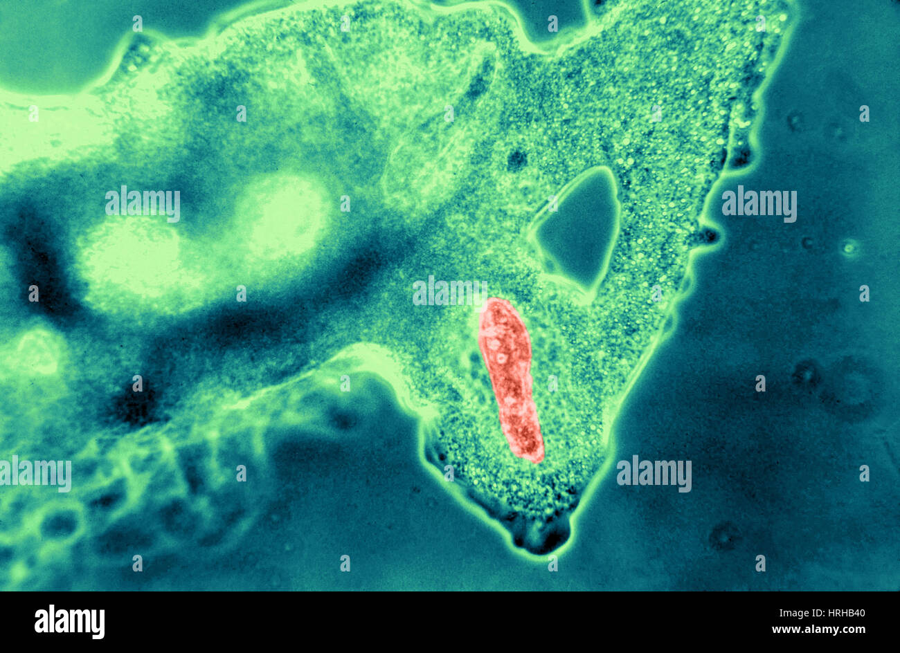 Light Micrograph of Amoeba Catching Paramecium Stock Photo