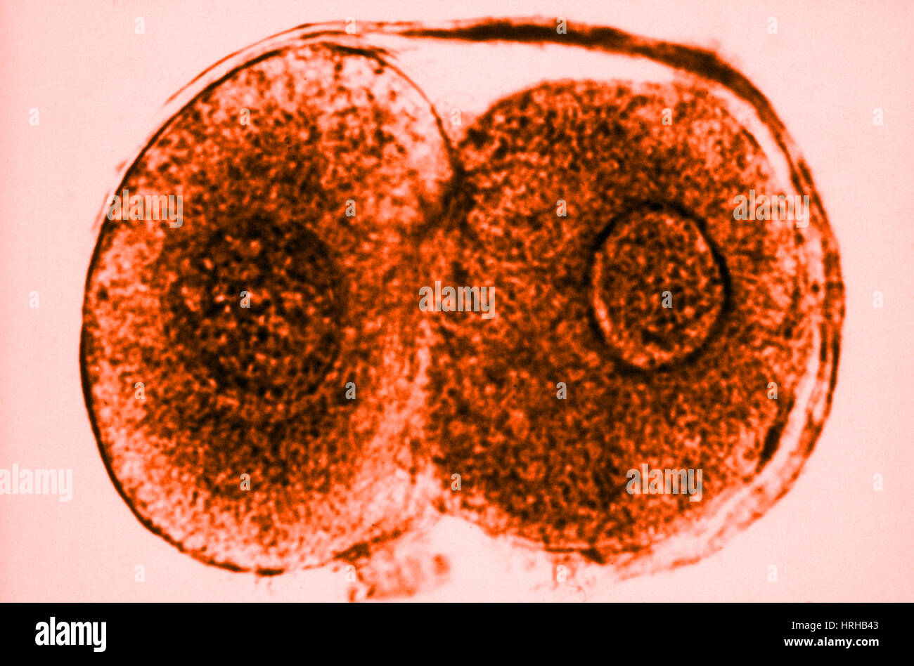 Zygote Human Stock Photos & Zygote Human Stock Images - Alamy