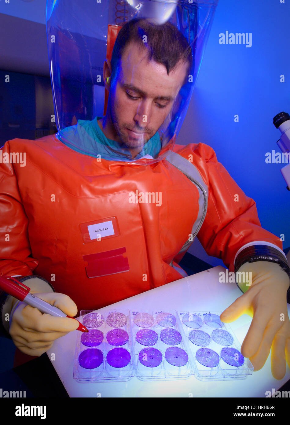 Microbiologist Handling Viral Plaques Stock Photo