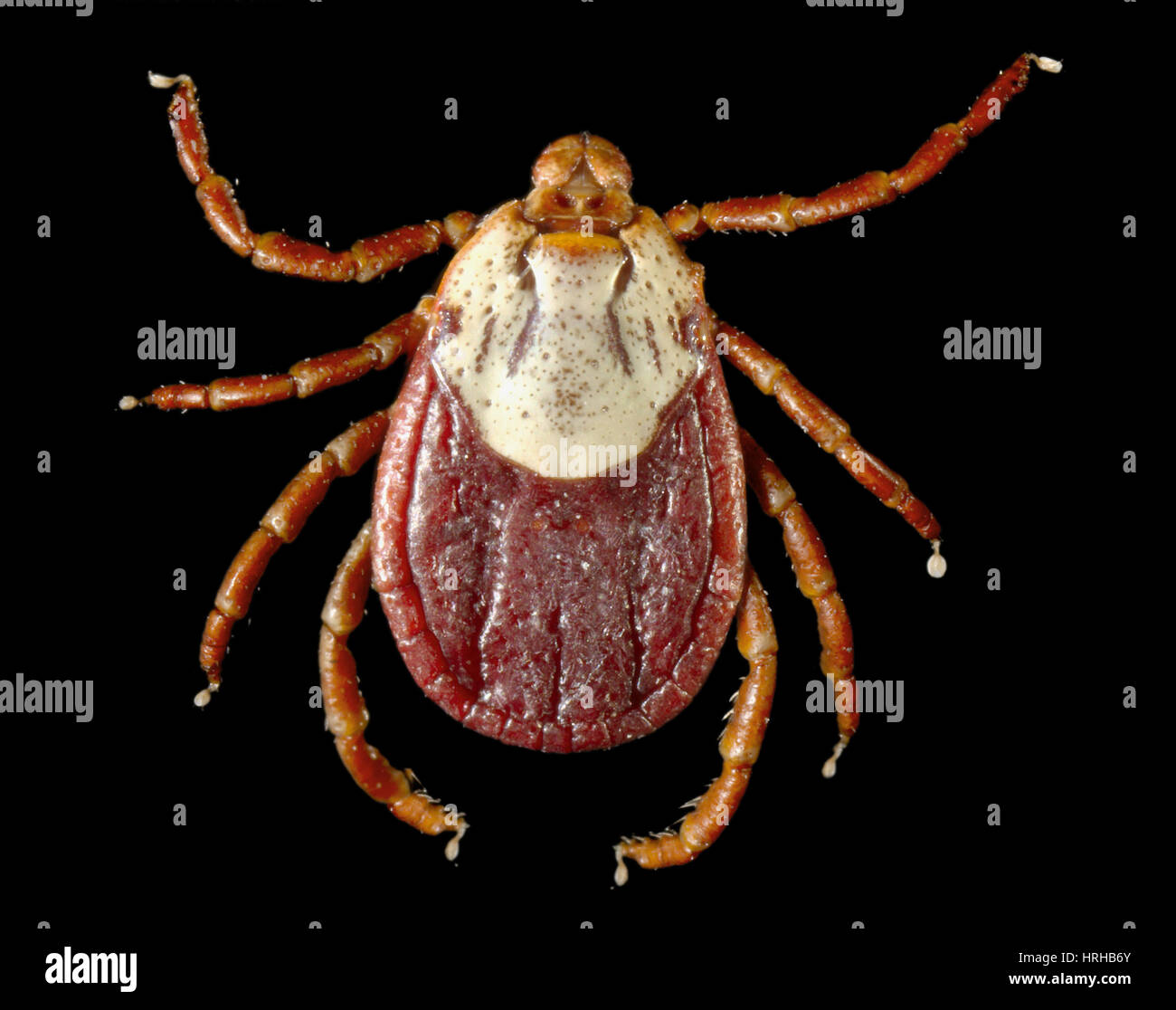 Rocky Mountain Wood Tick Stock Photo Alamy