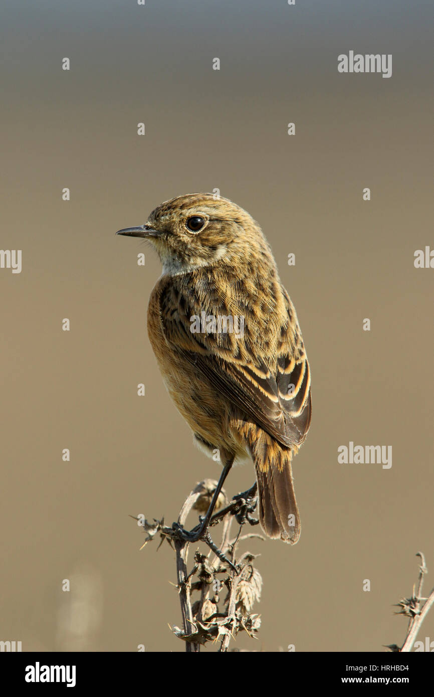 Female, European Stonechat, Saxicola rubicola, winter plumage, perching ...