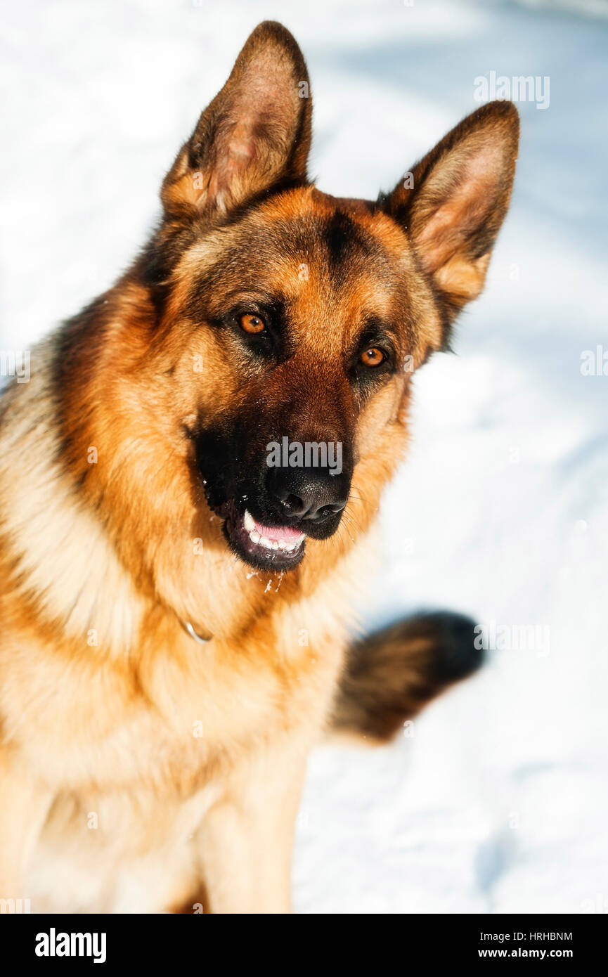 Deutscher Schaeferhund im Schnee - sheepdog in snow Stock Photo - Alamy