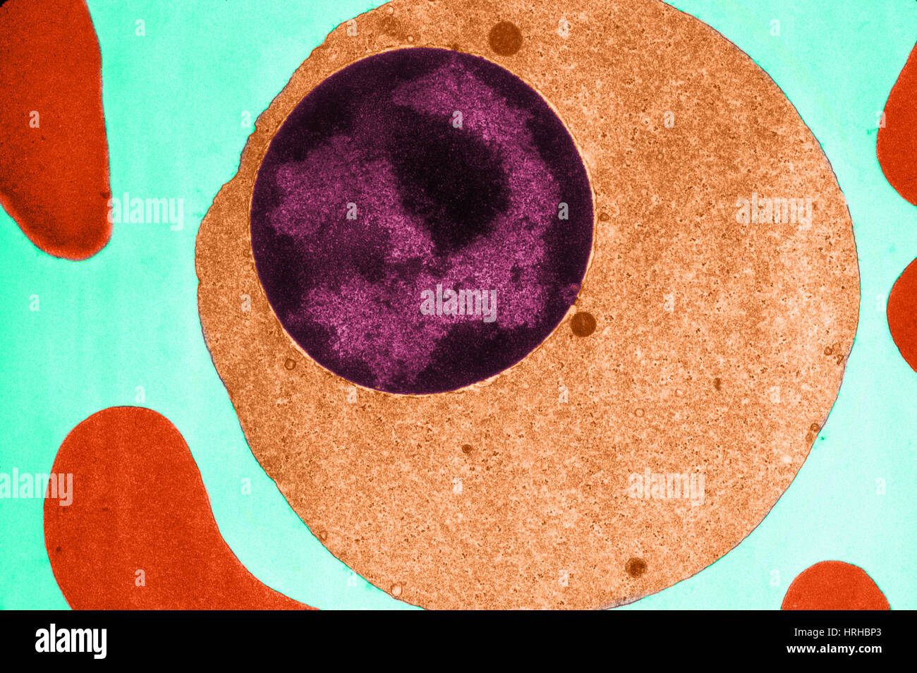 TEM of Erythroblast Stock Photo