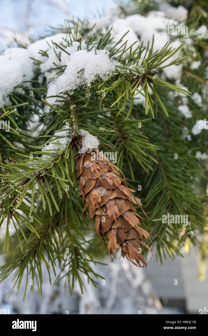 Snow covered pine cone. Stock Photo