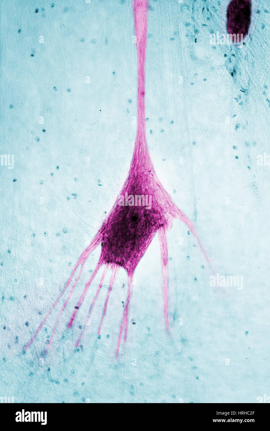 Neuron axon micrograph hi-res stock photography and images - Alamy