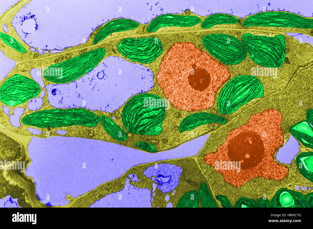 Chloroplasts TEM Stock Photo