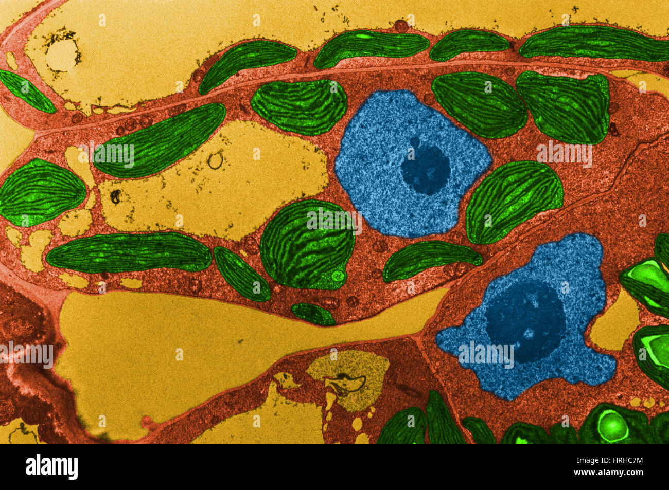Chloroplasts TEM Stock Photo
