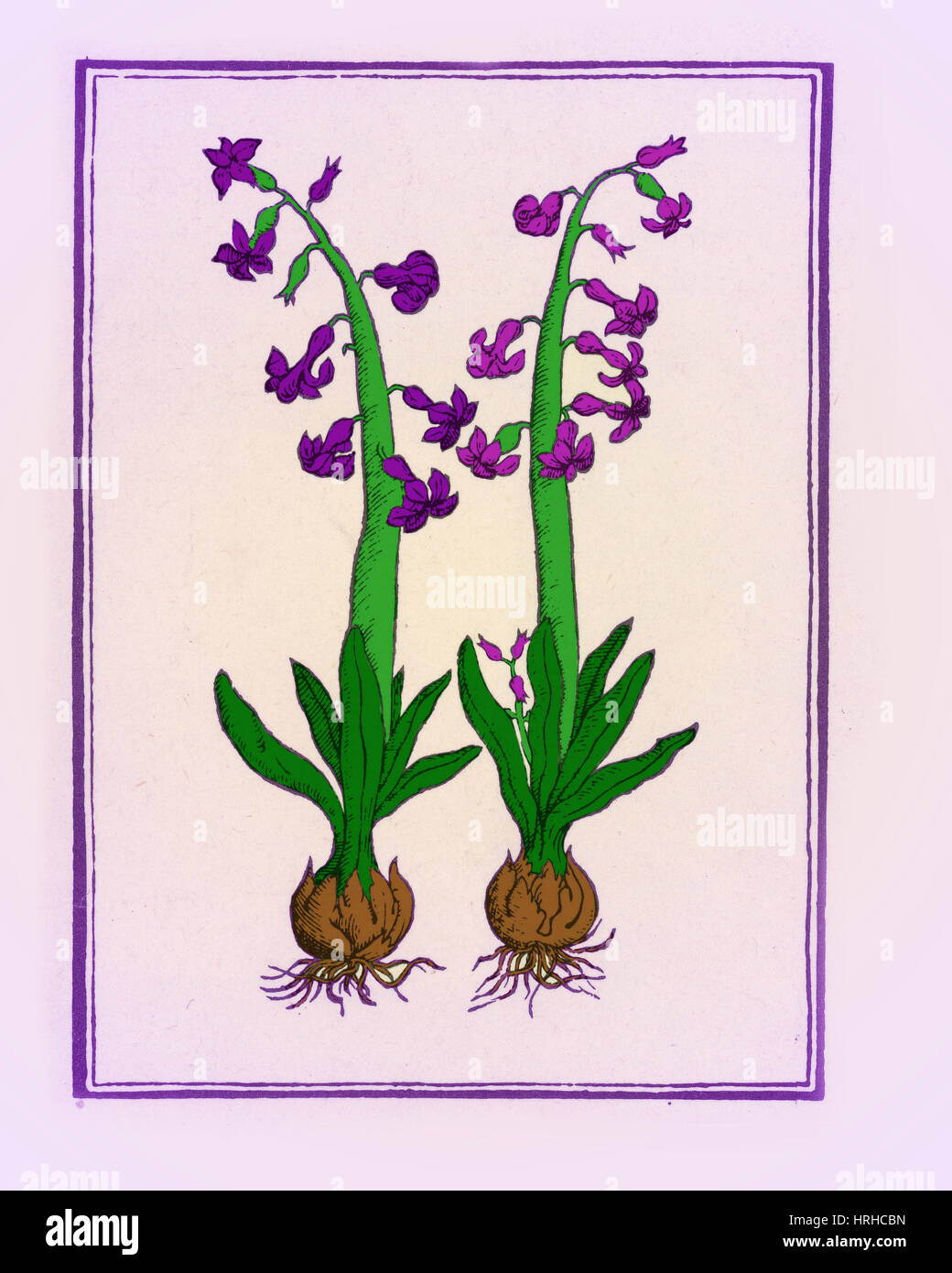 The Hyacinth Stock Photo