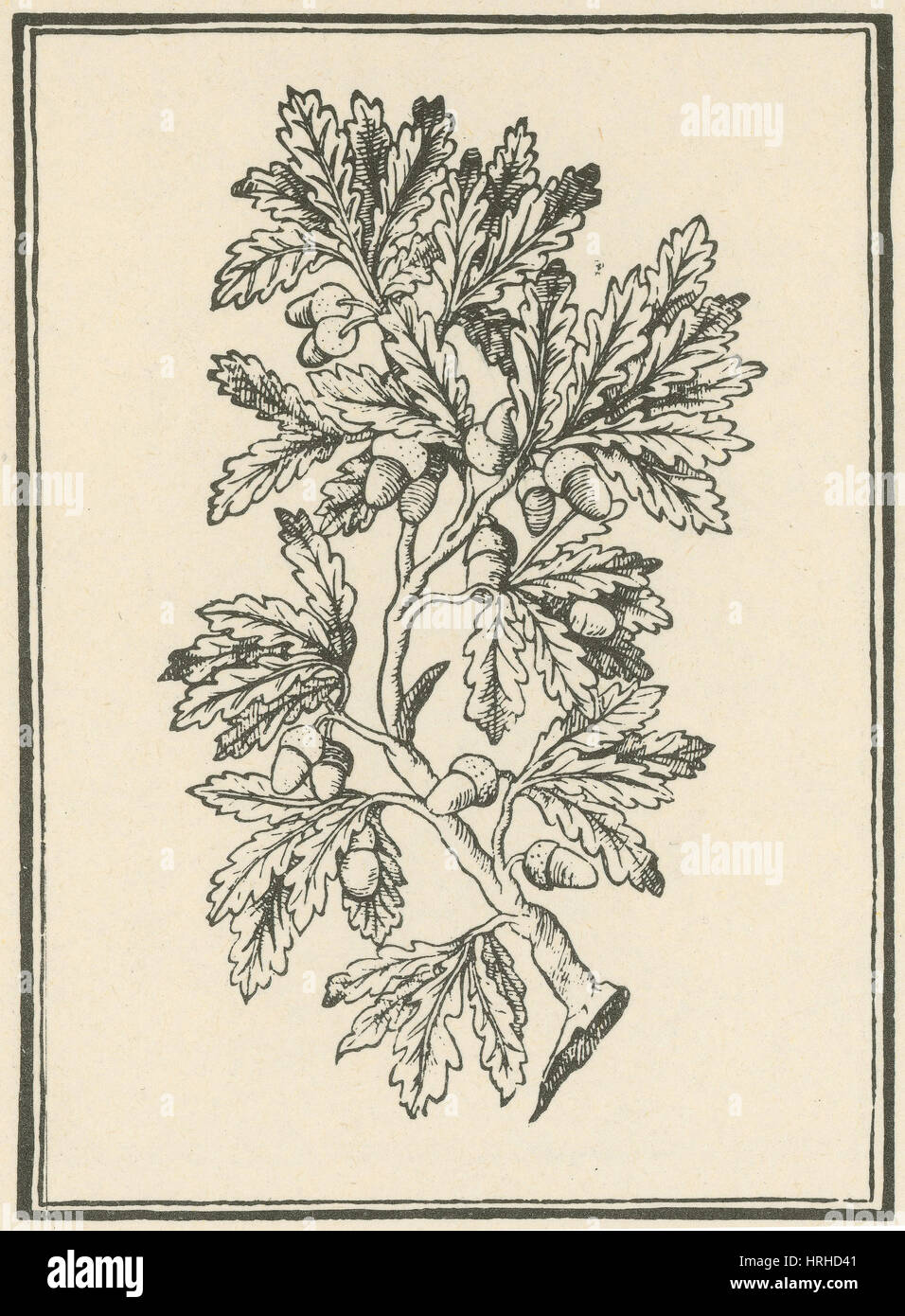 Oak Tree, Mattioli's Discorsi, 1544 Stock Photo