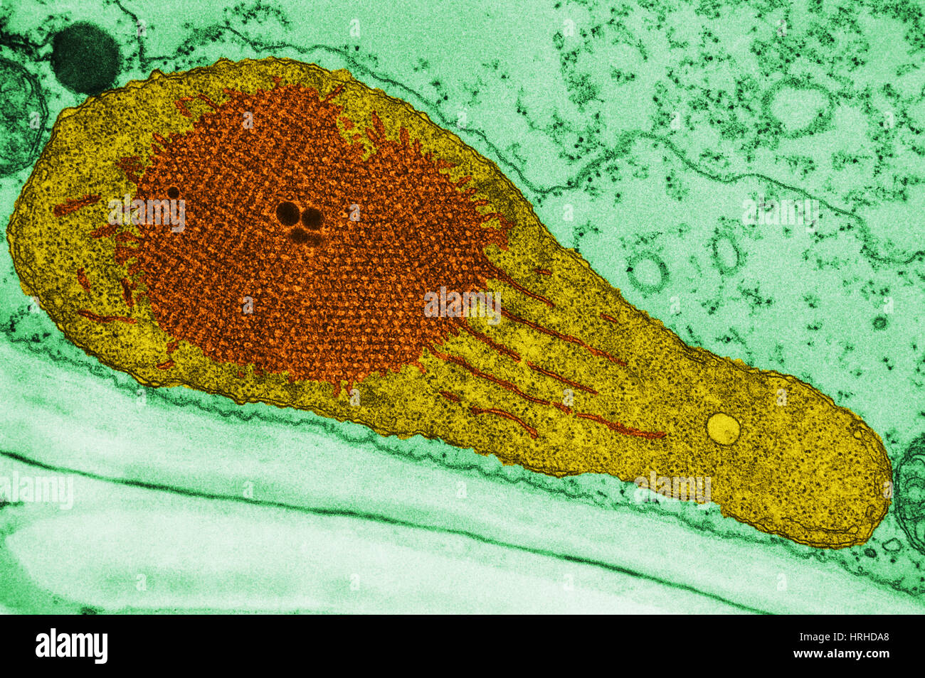 Developing Chloroplast and Etioplast TEM Stock Photo