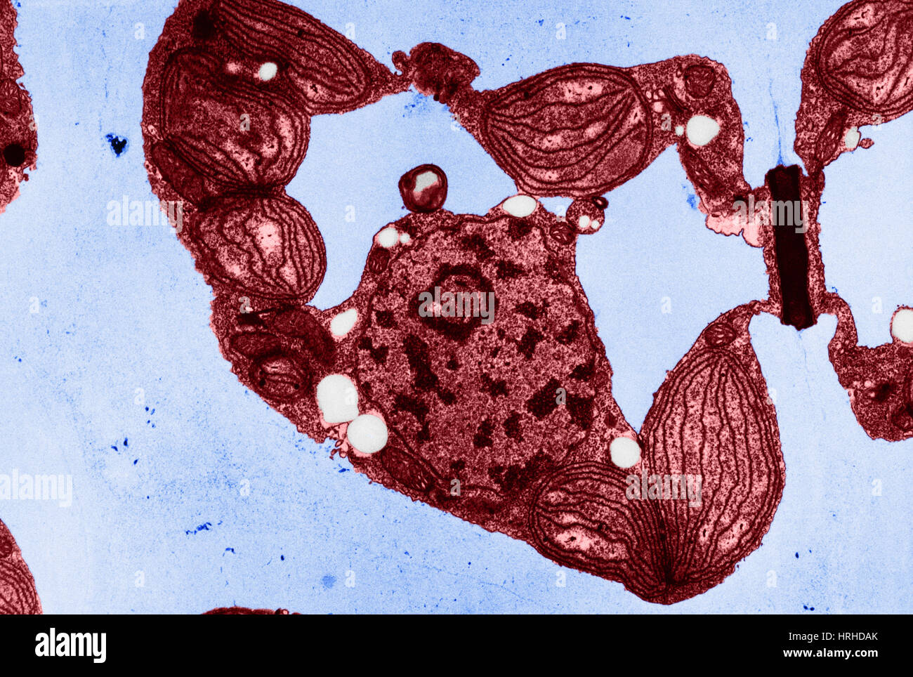 Красные водоросли клетки. Красные водоросли под микроскопом. Клетки красных водорослей. Микроскопические красные водоросли. Красные водоросли полисифония.