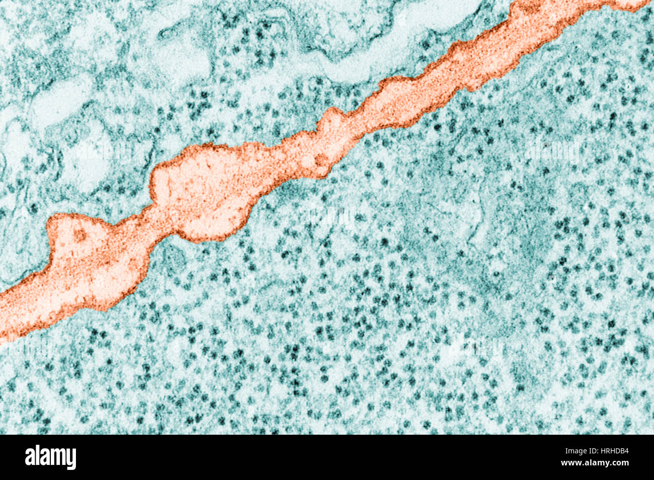 Plasma Membrane TEM Stock Photo